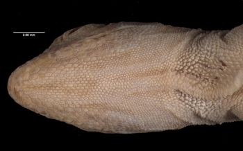 Media type: image;   Herpetology R-10929